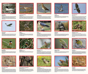 scanned image of Birds in the New Forest Walks Map | The Little Map Company