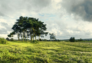 photo of New Forest views