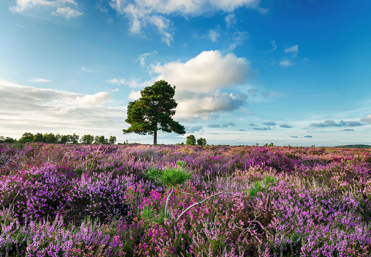 new forest bike trails map