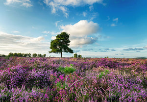 photo of the New Forest views
